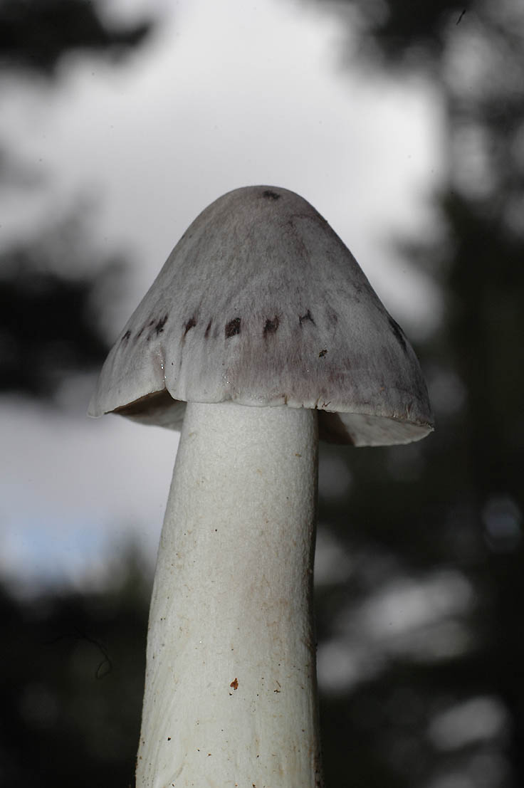 Tricholoma virgatum